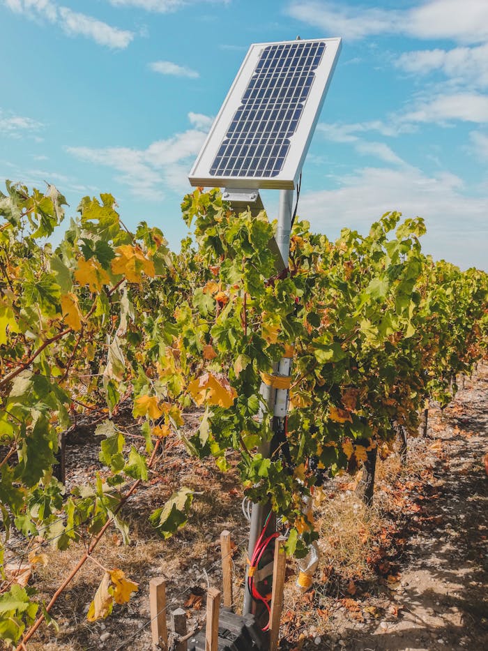 A solar panel in a Bordeaux vineyard, demonstrating sustainable energy in agriculture.